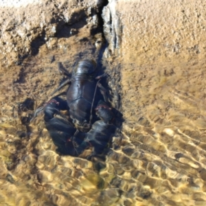 Cherax destructor at Kaleen, ACT - 4 Sep 2022