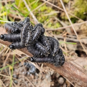 Perga sp. (genus) at Isaacs, ACT - 4 Sep 2022 12:04 PM