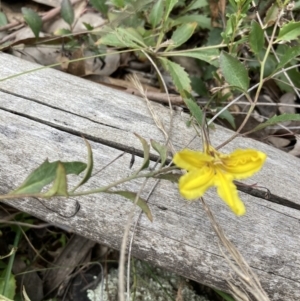 Goodenia hederacea at Molonglo Valley, ACT - 4 Sep 2022 09:57 AM