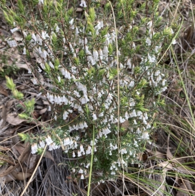 Styphelia fletcheri subsp. brevisepala (Twin Flower Beard-Heath) at Acton, ACT - 4 Sep 2022 by Jenny54