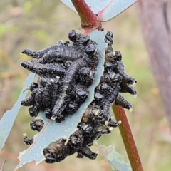 Perga sp. (genus) (Sawfly or Spitfire) at Isaacs Ridge and Nearby - 4 Sep 2022 by Mike