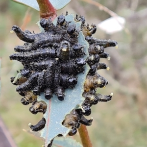 Perga sp. (genus) at Isaacs, ACT - 4 Sep 2022