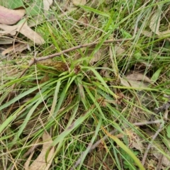 Luzula densiflora (Dense Wood-rush) at Isaacs Ridge - 4 Sep 2022 by Mike