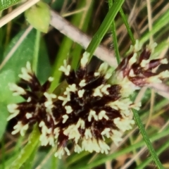 Luzula densiflora at Isaacs, ACT - 4 Sep 2022