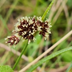 Luzula densiflora at Isaacs, ACT - 4 Sep 2022 12:11 PM