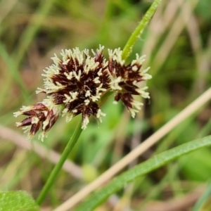 Luzula densiflora at Isaacs, ACT - 4 Sep 2022