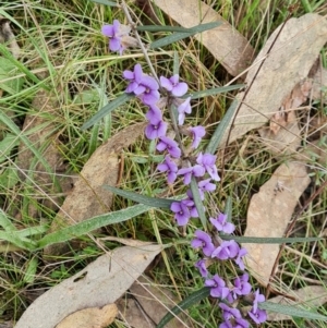 Hovea heterophylla at Isaacs, ACT - 4 Sep 2022