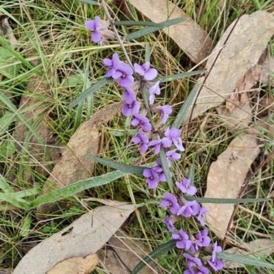 Hovea heterophylla (Common Hovea) at Isaacs, ACT - 4 Sep 2022 by Mike