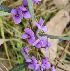 Hovea heterophylla at Isaacs, ACT - 4 Sep 2022 12:07 PM