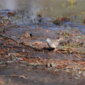 Geopelia placida at Menindee, NSW - 24 Aug 2022 09:22 AM