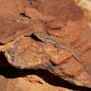 Ctenophorus mirrityana at Mutawintji, NSW - suppressed