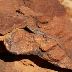 Unidentified Dragon at Mutawintji, NSW - 21 Aug 2022 by MB