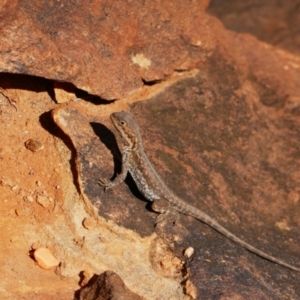 Ctenophorus mirrityana at Mutawintji, NSW - suppressed