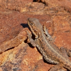 Ctenophorus mirrityana at Mutawintji, NSW - suppressed