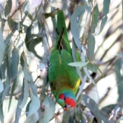 Glossopsitta concinna (Musk Lorikeet) at Charles Sturt University - 4 Sep 2022 by KylieWaldon