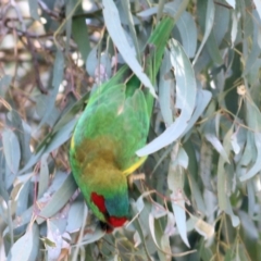 Glossopsitta concinna at Thurgoona, NSW - 4 Sep 2022