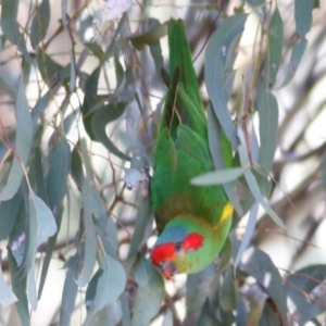 Glossopsitta concinna at Thurgoona, NSW - 4 Sep 2022 10:40 AM