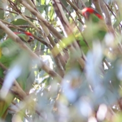 Glossopsitta concinna at Thurgoona, NSW - 4 Sep 2022 10:40 AM