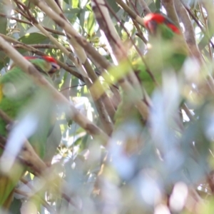 Glossopsitta concinna at Thurgoona, NSW - 4 Sep 2022 10:40 AM