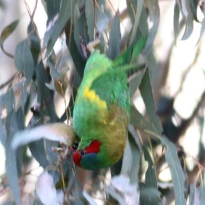 Glossopsitta concinna at Thurgoona, NSW - 4 Sep 2022 10:40 AM