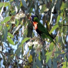 Trichoglossus moluccanus (Rainbow Lorikeet) at Charles Sturt University - 4 Sep 2022 by KylieWaldon