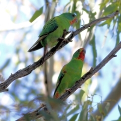 Lathamus discolor (Swift Parrot) at Charles Sturt University - 4 Sep 2022 by KylieWaldon