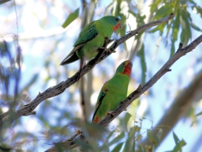 Lathamus discolor (Swift Parrot) at Thurgoona, NSW - 4 Sep 2022 by KylieWaldon