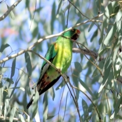 Lathamus discolor at Thurgoona, NSW - suppressed