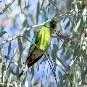 Lathamus discolor at Thurgoona, NSW - 4 Sep 2022