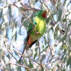 Lathamus discolor at Thurgoona, NSW - suppressed