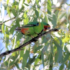 Lathamus discolor at Thurgoona, NSW - suppressed