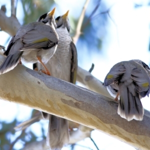 Manorina melanocephala at Thurgoona, NSW - 4 Sep 2022 10:53 AM