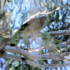 Ptilonorhynchus violaceus (Satin Bowerbird) at Albury - 4 Sep 2022 by KylieWaldon