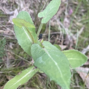 Sonchus oleraceus at Yarralumla, ACT - 4 Sep 2022