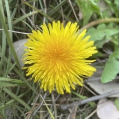 Taraxacum sp. (Dandelion) at Molonglo Valley, ACT - 4 Sep 2022 by lbradley