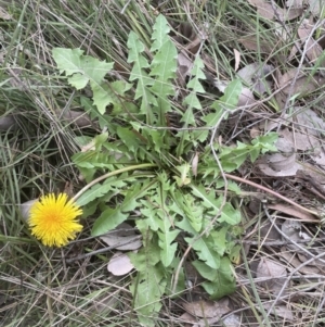 Taraxacum sp. at Aranda, ACT - 4 Sep 2022 01:02 PM