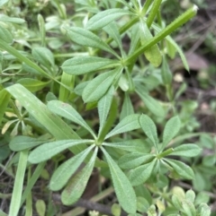 Galium aparine (Goosegrass, Cleavers) at Molonglo Valley, ACT - 4 Sep 2022 by lbradley