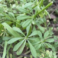 Galium aparine (Goosegrass, Cleavers) at Aranda Bushland - 4 Sep 2022 by lbradley