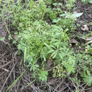 Galium aparine at Molonglo Valley, ACT - 4 Sep 2022