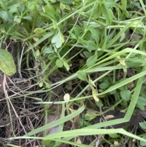 Galium aparine at Aranda, ACT - 4 Sep 2022