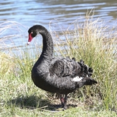 Cygnus atratus (Black Swan) at Belconnen, ACT - 3 Sep 2022 by AlisonMilton