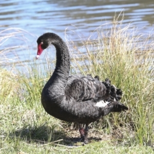 Cygnus atratus at Belconnen, ACT - 3 Sep 2022