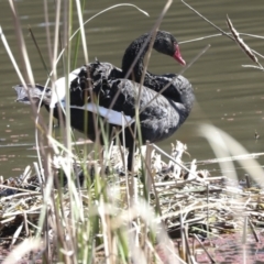 Cygnus atratus at Belconnen, ACT - 3 Sep 2022