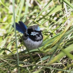 Malurus cyaneus (Superb Fairywren) at Lake Ginninderra - 3 Sep 2022 by AlisonMilton