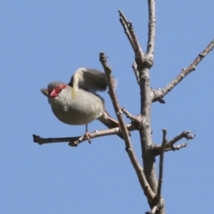 Neochmia temporalis (Red-browed Finch) at Lake Ginninderra - 3 Sep 2022 by AlisonMilton