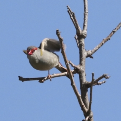 Neochmia temporalis (Red-browed Finch) at Lake Ginninderra - 3 Sep 2022 by AlisonMilton