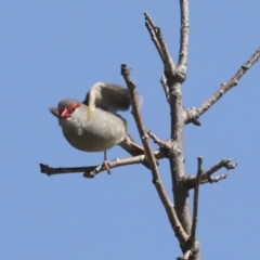 Neochmia temporalis (Red-browed Finch) at Belconnen, ACT - 3 Sep 2022 by AlisonMilton