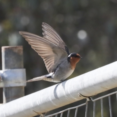 Hirundo neoxena (Welcome Swallow) at Lawson, ACT - 3 Sep 2022 by AlisonMilton