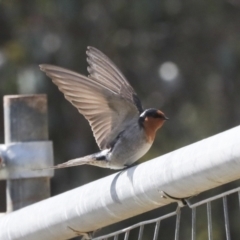 Hirundo neoxena (Welcome Swallow) at Lawson, ACT - 3 Sep 2022 by AlisonMilton