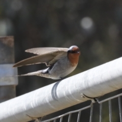 Hirundo neoxena at Lawson, ACT - 3 Sep 2022